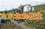 湖南浏阳市养牛场-浏阳市养牛基地-浏阳市哪里有卖牛犊的