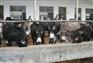供应肉驴养殖厂河北肉驴养殖河南肉驴养殖