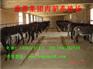 天津哪里有卖驴的地方天津有没有养驴场什么地方卖驴