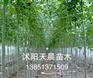 沭阳天晨热销苗木青桐