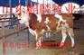 供应江苏肉牛养殖场急售西门塔尔牛价格徐州育肥小公牛价格