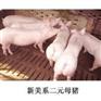 出售长白母猪 大白母猪 长白公猪 长大二元母猪