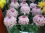 低价供应多头菊、九头菊、十六头菊