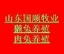供应獭兔公兔,獭兔母兔,公兔母兔多少钱