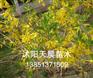 苗木连翘