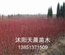 沭阳天晨春季热销红端木