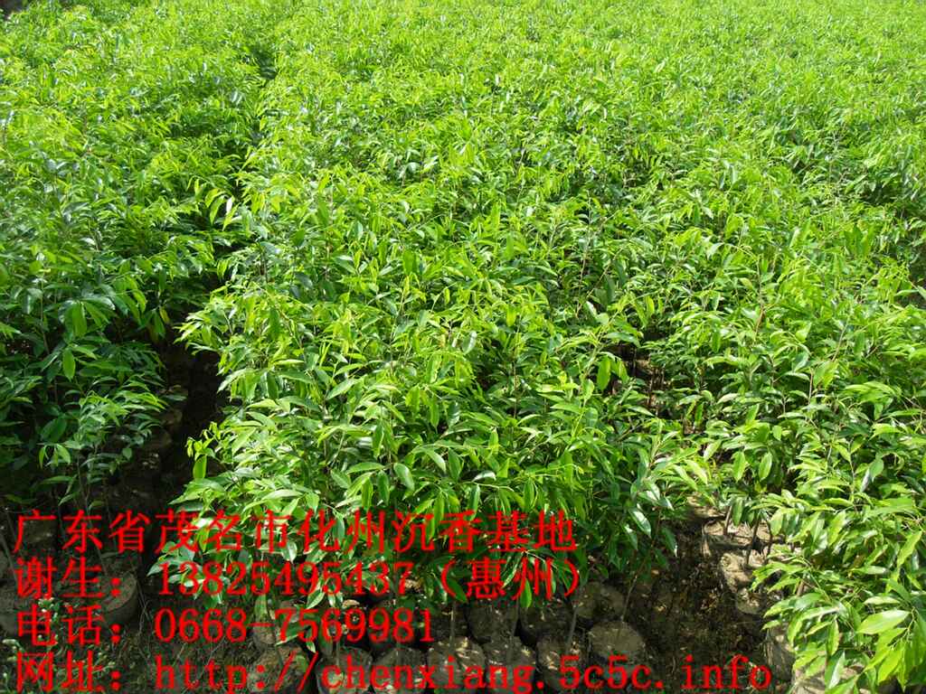 沉香大杯苗  沉香苗  沉香树苗