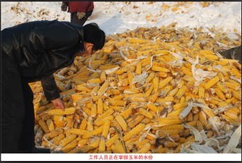 谷物醋  生产线