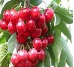 粮食醋生产线.梨醋生产线.桃醋生产线.苹果醋生产线.柿子醋等  陕西蒲城鼎丰  酿造科技  有限公司