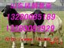 杜泊羊育肥技术杜泊羊供求基地纯种杜泊羊价格