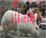 河南养兔场在哪里，獭兔养殖技术