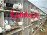 供应养兔场，河北养兔场，河北獭兔价格，保定养兔场