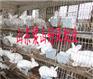 供应江苏养兔场，江苏南京养兔场，獭兔养殖场，长毛兔养殖场