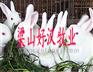 供应江苏养兔基地，江苏连云港养兔场，大型长毛兔养殖场
