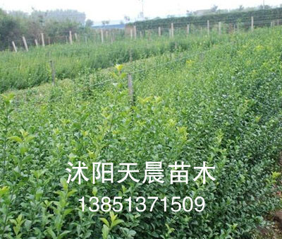苗木扶芳藤  扶芳藤小苗  扶芳藤价格