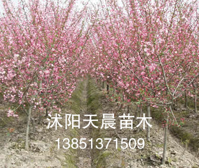 苗木垂丝海棠  垂丝海棠小苗  垂丝海棠价格