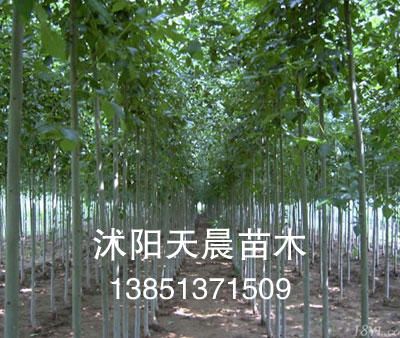 优质苗木白蜡  白蜡价格  特价白蜡