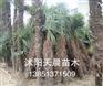 供应春季沭阳天晨棕榈