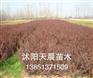 供应沭阳天晨销售苗木红叶小檗