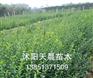 苗木扶芳藤