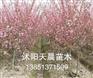 苗木垂丝海棠