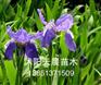 供应沭阳快递花卉真不错