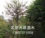 沭阳优质特价苗木丛生紫薇