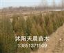最新苗木蜀桧