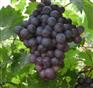 供应夏黑葡萄苗 葡萄苗 河北早熟葡萄苗