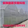 供应日光温室大棚 蔬菜温室大棚--安阳建源节能