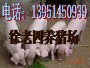 江苏省宿迁市徐老四养猪场Logo