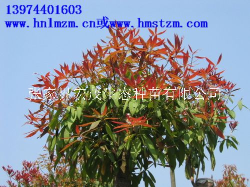 庭院观赏树种刨花楠，刨花树，不耐储藏品种，6-8月采种  刨花楠种子  湖南刨花楠