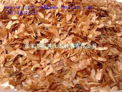 香椿种子，菜芽椿，香椿籽