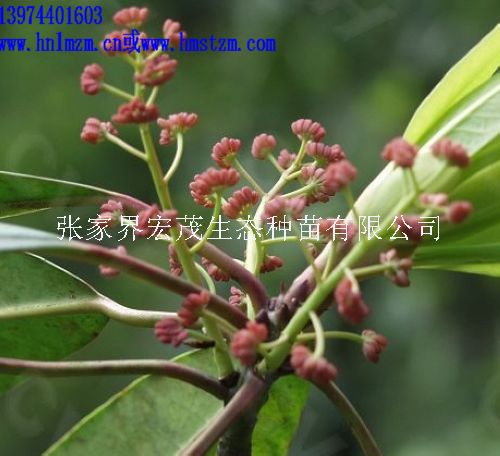交让木种子，交让木，山黄树种子  湖南交让木  张家界交让木