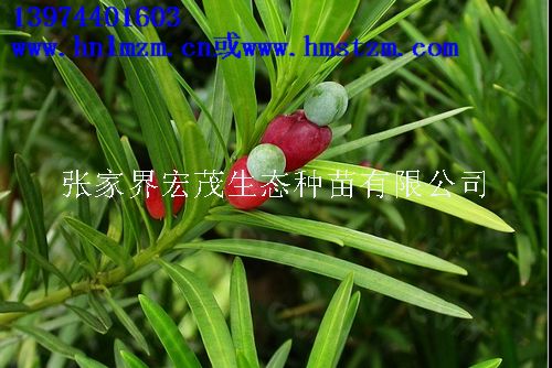 罗汉松种子，罗汉松苗，罗汉松  罗汉松球果