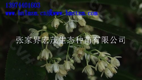 山香圆种子，山香圆，沽油科植物