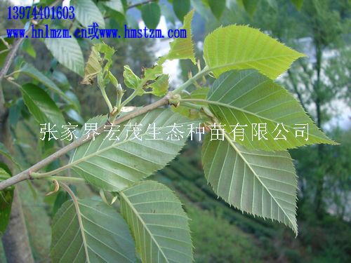 光皮桦种子，不耐储藏品种，亮叶桦  湖南光皮桦  张家界光皮桦