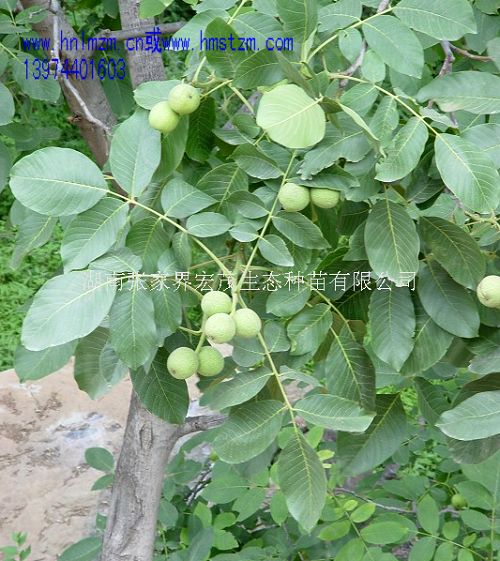 胡桃楸种子，野核桃，山核桃（J.cathayensis Do