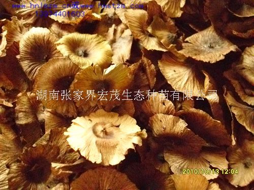 麻柳种子，青钱柳种子，珍稀植物种子摇钱树  青钱柳叶  青钱柳苗