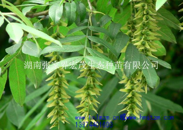 枫杨种子，枫杨，喜光树种，湖南枫杨种子  枫杨价格