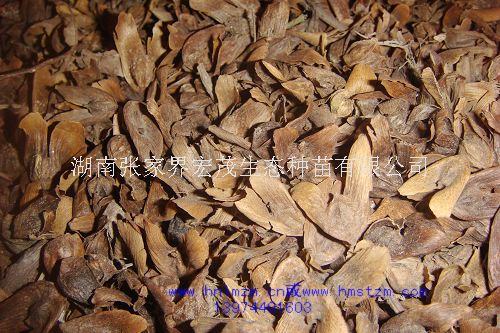枫杨种子，枫杨，喜光树种，湖南枫杨种子  枫杨价格
