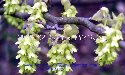 观赏植物蜡瓣花，药用植物种子蜡瓣花  蜡瓣花种子  湖南蜡瓣花