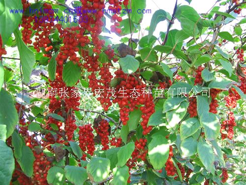 五味子，俗称山花椒，秤砣子，药材植物五味子