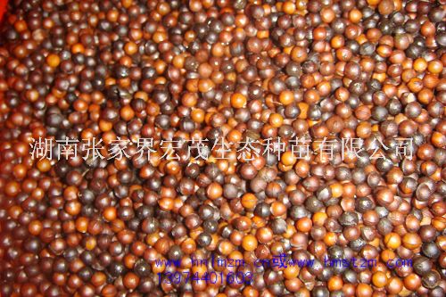 山苍子，山苍子种子，山鸡椒（Litsea cubeba）  植物香油山苍子  张家界山苍子