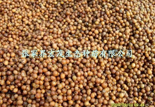 灯台树种子，园林绿化首选品种灯台树，女儿木，六角树