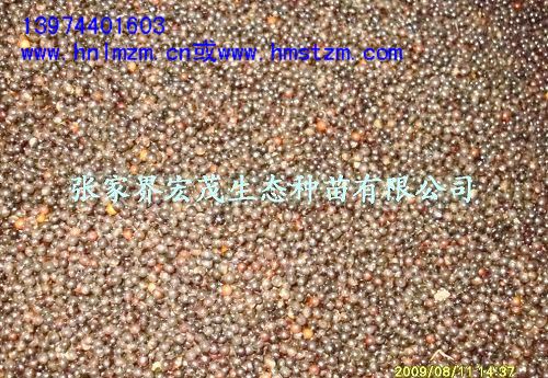 檫木种子，檫木苗，黄楸树种子