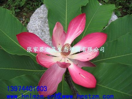 红花木莲种子，红花木莲，红花含笑