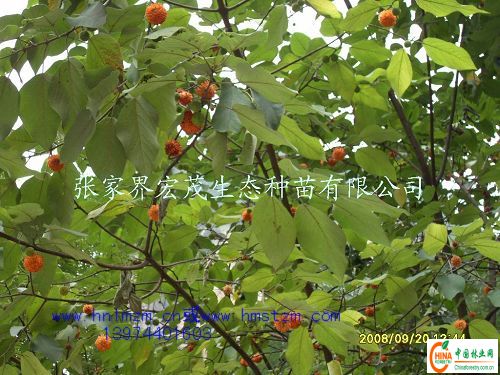构树种子，楮树种子，速生树种