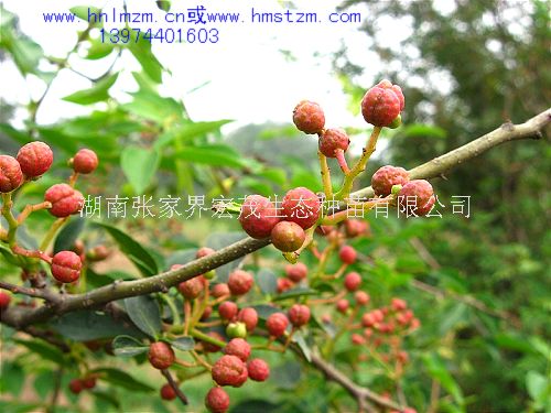 花椒种子，花椒，香椒，大花椒，红花椒