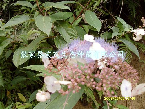 荚迷种子，荚迷，观赏树种  湖南荚迷  荚迷花